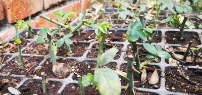 藤本月季在什么时候扦插最好 月季花扦插时间和季节