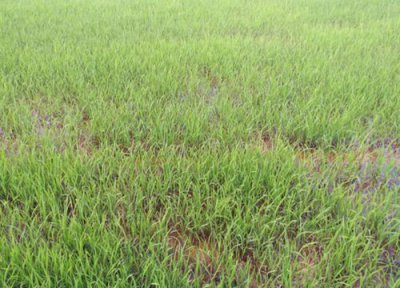 晚稻播种适合时间 晚稻什么时候播种好