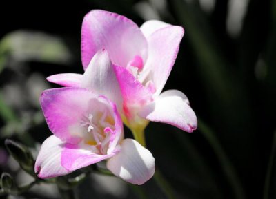 小苍兰耐寒最低温度 小苍兰冬季养护的方法