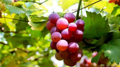 葡萄季节成熟月份 挑选葡萄8月中旬成熟的最甜又好吃