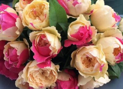 切花月季是什么意思 必选的切花月季品种