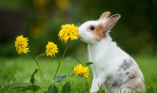 属兔本命年佩戴什么防小人 属兔本命年防小人适合佩戴什么东西