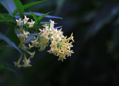 夜香树简介 夜香树和夜来香区别