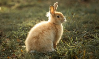 兔肉和羊肉能一起吃吗 兔肉和羊肉可以一起吃吗