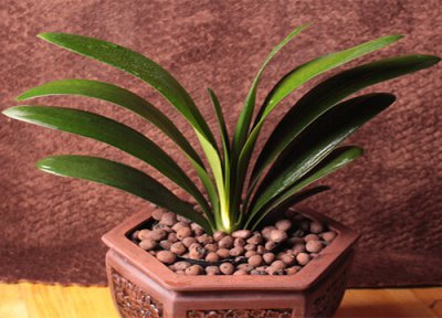 君子兰叶子怎样长的一样整齐 君子兰采用什么方式叶片长得整齐又美观