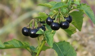 龙葵菜的功效与作用 龙葵菜有什么功效和作用