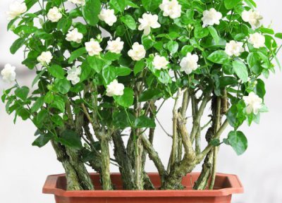 茉莉花怎么正确的浇水 具体注意事项