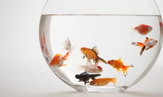 冬天小鱼怎么养才能活 冬天小鱼如何饲养