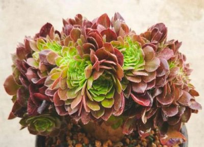 万圣节法师怎么爆侧芽养成手捧花 怎么能让法师爆很多头