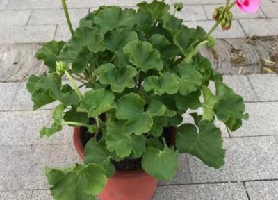 天竺葵用大盆还是小盆 天竺葵适合大盆还是小盆