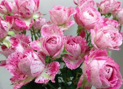 雪花肥牛月季优点 雪花肥牛月季的优缺点