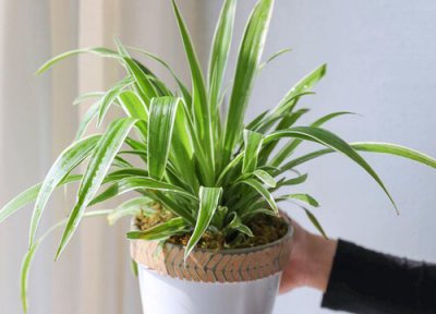 怎样才能让吊兰爆盆 怎样让吊兰盆栽疯长更旺盛