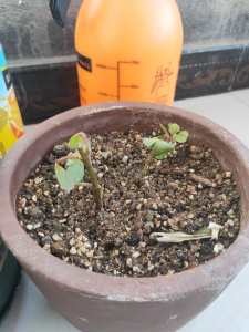 自制生根剂哪种方法最有效 在家制作生根剂的4种土方法