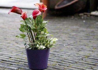 马蹄莲怎么浇水 一般多长时间浇水好