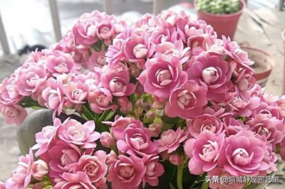 长寿花几天浇一次水是最好的 春夏秋冬季节正确浇水方法