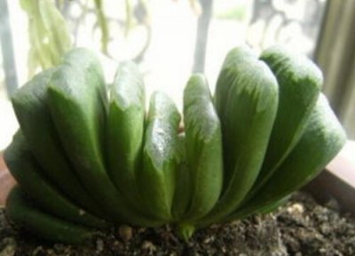 玉扇多肉什么时候分盆最佳 玉扇多肉怎么分盆容易成活