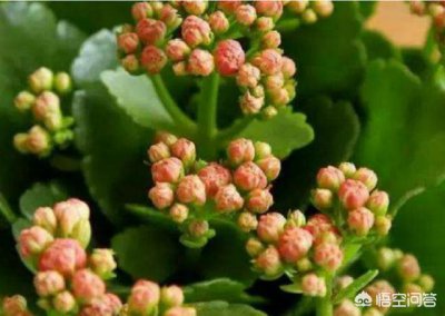 长寿花为什么打花苞不开 长寿花花苞期间怎么养护能开花