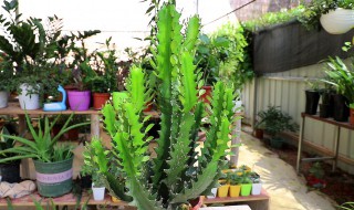 龙骨盆栽管理方法 龙骨盆栽怎么修剪