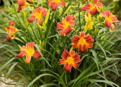 萱草什么时候开花 开花时间是几月