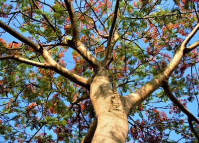 凤凰花寓意 凤凰花的寓意和象征