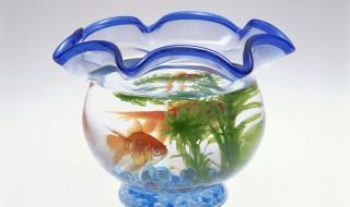 新鱼缸多久喂食合适 鱼进新鱼缸几天喂食