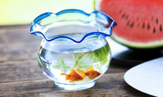 室内客厅适合养什么鱼苗 室内客厅适合养哪些鱼苗