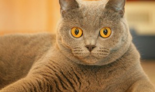 怎么给猫打疫苗 猫疫苗怎么打