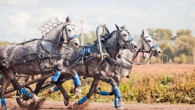 三大马车是什么意思 中国拉动经济的三驾马车指的是什么