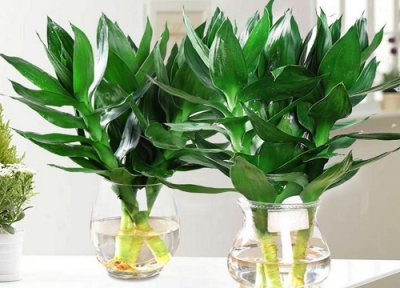 莲花竹开花吗 开的花是什么样子