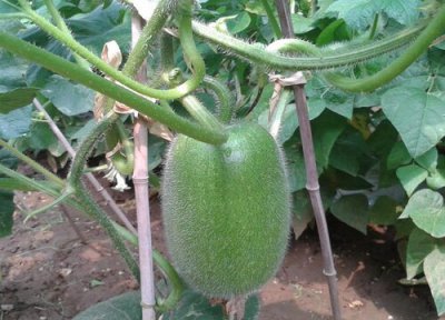 冬瓜什么时候采摘最好 怎么判断冬瓜可以采摘