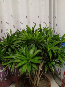 百合竹寓意与风水讲究 在家养百合竹养殖方法和注意事项