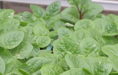 蔬菜晚上施肥好还是早上施肥好 种菜什么时候施肥好