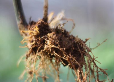 如何挑选三七的好坏 怎么选择三七质量最好