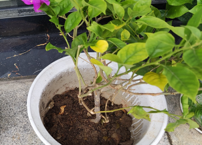 三角梅能扦插吗什么时机合适 三角梅扦插需要注意的细节问题