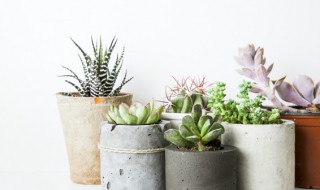 怎样挑选多肉 如何挑选多肉