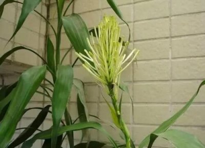 富贵竹花期时间 富贵竹花期是什么时候