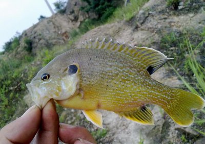 太阳鱼能吃吗 太阳鱼能吃并不会大面积泛滥