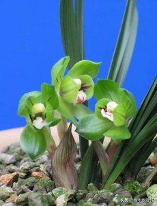 兰花白粉虱用什么药治理 兰花粉虱用什么药最有效果