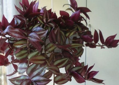 吊竹梅怎么养护叶子更好看 吊竹梅夏天如何养护生长旺盛