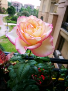 艾莎月季花的优缺点 盆栽灌木艾莎耐热抗病特点值得入手