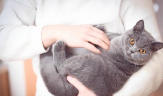 布偶猫新手挑选技巧 布偶猫新手怎么挑选