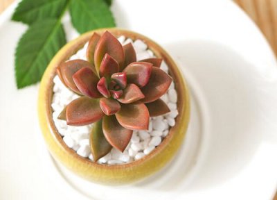 绝对养不死的多肉 哪些品种多肉好养不易死