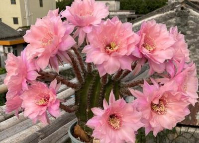 仙人球在什么情况下会开花 仙人球为什么会开花的原因