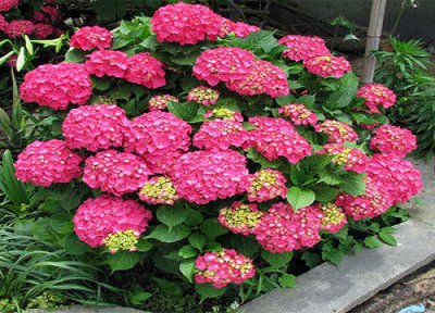 绣球花调色硫酸铝和硫酸亚铁 硫酸铝能长期给绣球花用吗