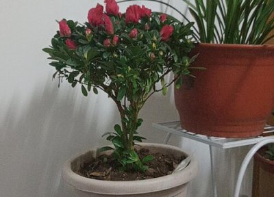 杜鹃花怎么换土换盆 杜鹃花换土换盆作用与要求