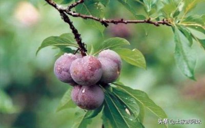 桃树可以嫁接黑布林吗 桃苗可以嫁接黑布林李子吗