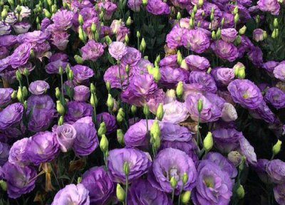 洋桔梗播种时间 洋桔梗什么时候播种合适