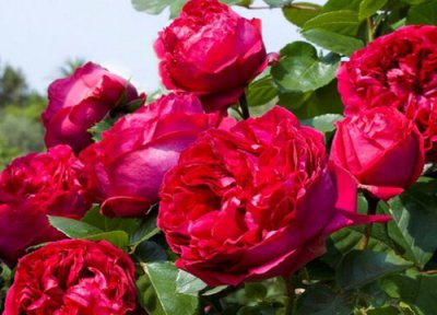 皇家胭脂月季是藤本还是灌木 皇家胭脂月季属于藤本还是灌木