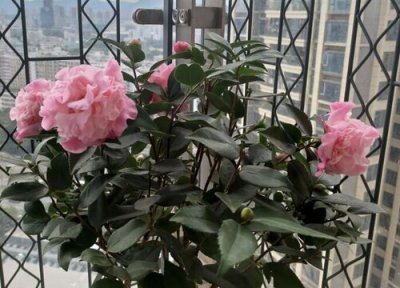 茶花开花后顶芽要剪去吗 茶花哪些时期长出新芽越早剪掉越好