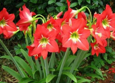 为什么朱顶红不长根 朱顶红不开花都是哪些原因造成的